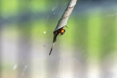 Sydney, NSW, Avustralya 'da (Fotoğraf: Tara Chand Malhotra) örümcek ağında avlanan bir Avustralya Bahçe Küresi Weaver Spider (Argiope catenulata))