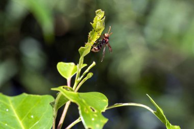 Bir Avustralya eşekarısı (Abispa ephippium) Sydney, Yeni Güney Galler, Avustralya 'da bir yaprağa tünemiştir (Fotoğraf: Tara Chand Malhotra)