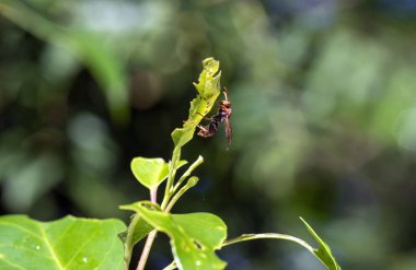 Bir Avustralya eşekarısı (Abispa ephippium) Sydney, Yeni Güney Galler, Avustralya 'da bir yaprağa tünemiştir (Fotoğraf: Tara Chand Malhotra)