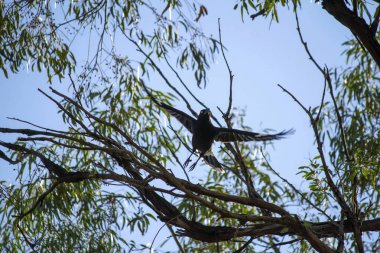 Avustralya Pied Currawong (Strepera graculina) Sydney, New South Wales, Avustralya 'da bir ağaçtan havalanır.)