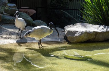 Avustralya Beyaz Ibis (Threskiornis molucca), Avustralya 'nın New South Wales kentindeki bir vahşi yaşam parkında (Fotoğraf: Tara Chand Malhotra)