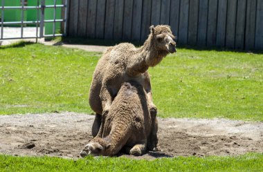 Sidney, NSW, Avustralya 'daki Sydney Hayvanat Bahçesi' nde bir erkek ve dişi Dromedaries (Camelus dromedarius) çiftleşmektedir. Fotoğraf: Tara Chand Malhotra)