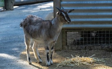 Küçük yerli bir keçi (Capra hircus) bir Vahşi Yaşam Parkı, Yeni Güney Galler 'de (Fotoğraf: Tara Chand Malhotra)