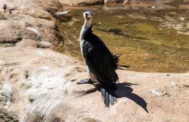 Küçük bir Pied Cormorant (Microcarbo melanoleucos) Sydney, New South Wales, Avustralya 'daki bir vahşi yaşam parkında (Fotoğraf: Tara Chand Malhotra)