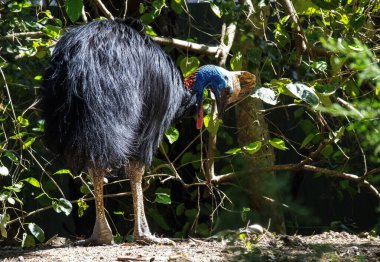 Güney Cassowary (Casuarius casuarius) Sydney, New South Wales, Avustralya 'da bir vahşi yaşam parkında (Fotoğraf: Tara Chand Malhotra)