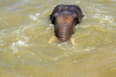 Bir Asya Fili (Elephas maximus) Sydney, NSW, Avustralya 'daki Sydney Hayvanat Bahçesinde ferahlatıcı bir yüzüşten keyif alır.)