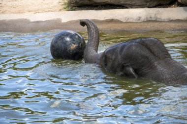 Bir Asya Fili (Elephas maximus) Sydney, NSW, Avustralya 'da Sydney Hayvanat Bahçesi' nde (Fotoğraf: Tara Chand Malhotra)