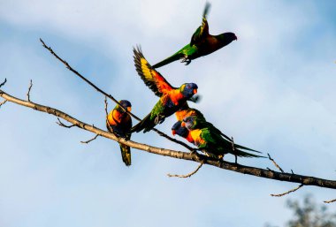 Gökkuşağı Lorikeets (Trichoglossus moluccanus) bir ağaç dalında çeşitli etkinliklerde, bir tanesi Sydney, NSW, Avustralya 'da (Fotoğraf: Tara Chand Malhotra)