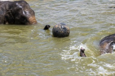 İki Asya fili (Elephas maximus) suda eğlenceli bir banyo yaparken, bir tanesi büyük bir balla etkileşime girmiş gibi görünmektedir.
