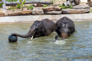 İki Asya Fili (Elephas maximus) Sydney, NSW, Avustralya 'daki Sydney Hayvanat Bahçesi' nde (Fotoğraf: Tara Chand Malhotra)