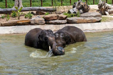 İki Asya Fili (Elephas maximus) Sydney, NSW, Avustralya 'daki Sydney Hayvanat Bahçesi' nde (Fotoğraf: Tara Chand Malhotra)