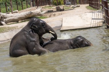 İki Asya Fili (Elephas maximus) Sydney, NSW, Avustralya 'daki Sydney Hayvanat Bahçesi' nde serinletici bir sıçramanın keyfini çıkarmaktadır (Fotoğraf: Tara Chand Malhotra)