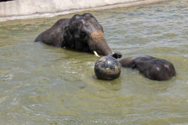 İki Asya Fili (Elephas maximus) Sydney, NSW, Avustralya 'da Sydney Hayvanat Bahçesi' nde (Fotoğraf: Tara Chand Malhotra)