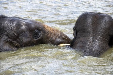İki Asya Fili (Elephas maximus) Sydney, NSW, Avustralya 'daki Sydney Hayvanat Bahçesi' nde bir havuzda neşe içinde banyo yapıyor ve etkileşime giriyorlar.)