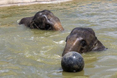 İki Asya Fili (Elephas maximus) Sydney, NSW, Avustralya 'da Sydney Hayvanat Bahçesi' nde (Fotoğraf: Tara Chand Malhotra)