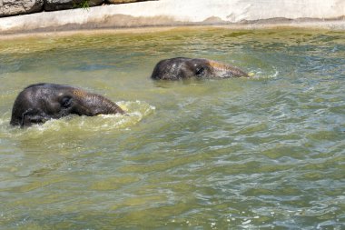 Sydney, NSW, Avustralya 'daki Sydney Hayvanat Bahçesi' nde banyo yapan iki Asya Fili (Elephas maximus).)