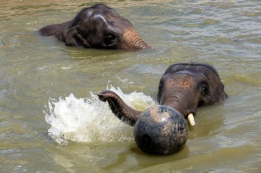 İki Asya Fili (Elephas maximus) Sydney, NSW, Avustralya 'da Sydney Hayvanat Bahçesi' nde (Fotoğraf: Tara Chand Malhotra)