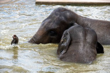 Sydney, NSW, Avustralya 'daki Sydney Hayvanat Bahçesinde (Fotoğraf: Tara Chand Malhotra) yüzen iki Asya Fili (Elephas maximus))