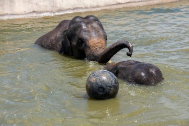 İki Asya Fili (Elephas maximus) Sydney, NSW, Avustralya 'da Sydney Hayvanat Bahçesi' nde (Fotoğraf: Tara Chand Malhotra)