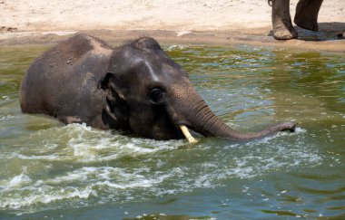 Sydney Hayvanat Bahçesi 'nde güneşli bir günde Asya Fili (Elephas maximus) için su eğlencesi (Fotoğraf: Tara Chand Malhotra)