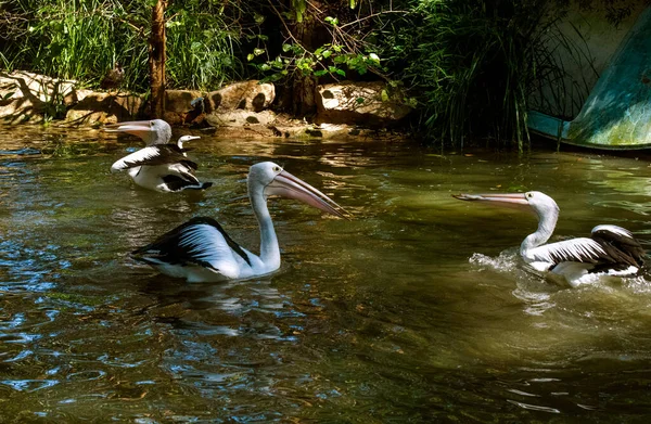 Avustralya 'nın Yeni Güney Galler (Fotoğraf: Tara Chand Malhotra - Tara Chand Malhotra) Sidney' deki bir Vahşi Yaşam Parkı 'nda Avustralya pelikanları için beslenme zamanı)