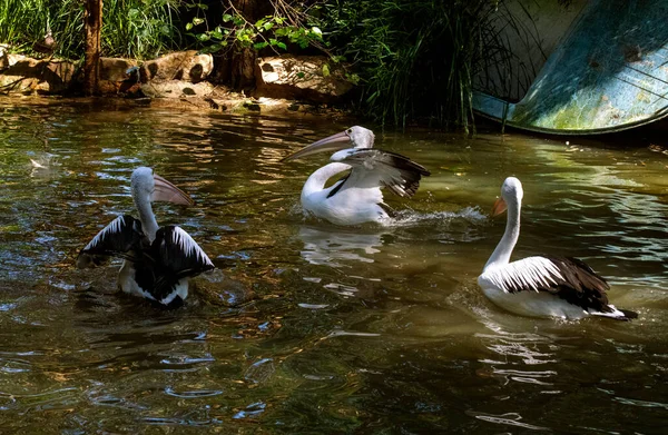 Avustralya 'nın Yeni Güney Galler (Fotoğraf: Tara Chand Malhotra - Tara Chand Malhotra) Sidney' deki bir Vahşi Yaşam Parkı 'nda Avustralya pelikanları için beslenme zamanı)