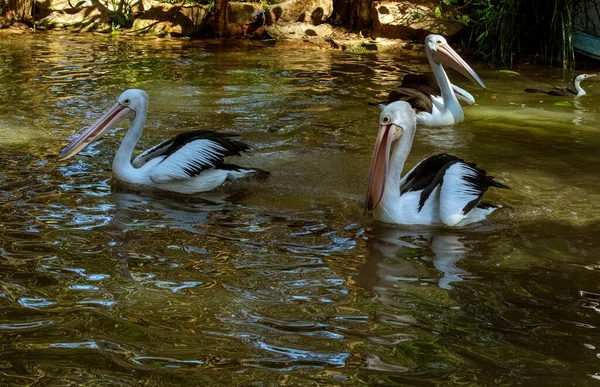 Avustralya 'nın Yeni Güney Galler (Fotoğraf: Tara Chand Malhotra - Tara Chand Malhotra) Sidney' deki bir Vahşi Yaşam Parkı 'nda Avustralya pelikanları için beslenme zamanı)