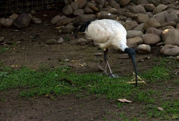 Avustralya 'da Sydney, Yeni Güney Galler' de (Fotoğraf: Tara Chand Malhotra) bir yabani yaşam parkında yuva malzemesi toplayan bir Avustralya Beyaz Ibis (Threskiornis molucca).)