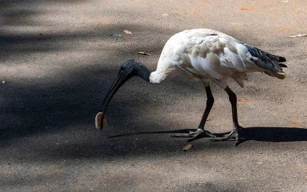 Avustralya 'da Sydney, Yeni Güney Galler' de (Fotoğraf: Tara Chand Malhotra) bir yabani yaşam parkında gagasında yiyecek bulunduran bir Avustralya Beyaz Ibis 'i (Threskiornis molucca).)