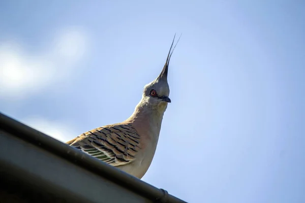 Avustralya 'da Sydney, NSW, Avustralya' da çitin üzerine tünemiş bir ibikli güvercin (Fotoğraf: Tara Chand Malhotra)