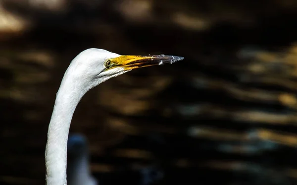 Bir Egret (Ardea alba) Sydney, Yeni Güney Galler 'deki bir vahşi yaşam parkında (Fotoğraf: Tara Chand Malhotra)