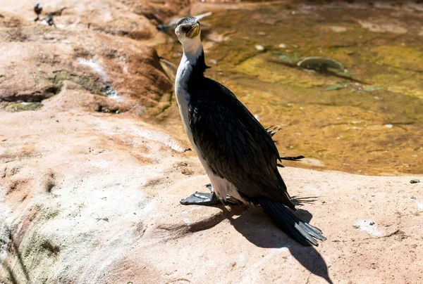 Küçük bir Pied Cormorant (Microcarbo melanoleucos) Sydney, New South Wales, Avustralya 'daki bir vahşi yaşam parkında (Fotoğraf: Tara Chand Malhotra)