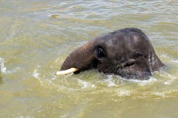 Bir Asya Fili (Elephas maximus) Sydney, NSW, Avustralya 'daki Sydney Hayvanat Bahçesinde ferahlatıcı bir yüzüşten keyif alır.)