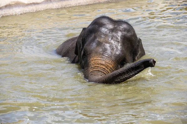 Bir Asya Fili (Elephas maximus) Sydney, NSW, Avustralya 'daki Sydney Hayvanat Bahçesi' nde (Fotoğraf: Tara Chand Malhotra)