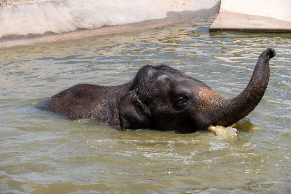 Bir Asya Fili (Elephas maximus) Sydney, NSW, Avustralya 'daki Sydney Hayvanat Bahçesi' nde (Fotoğraf: Tara Chand Malhotra)