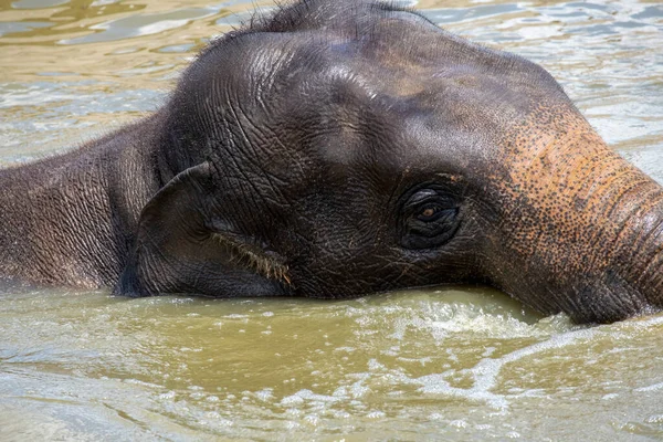 Bir Asya Fili (Elephas maximus) Sydney, NSW, Avustralya 'daki Sydney Hayvanat Bahçesi' nde (Fotoğraf: Tara Chand Malhotra)