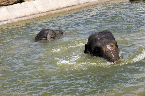 Sydney, NSW, Avustralya 'daki Sydney Hayvanat Bahçesi' nde banyo yapan iki Asya Fili (Elephas maximus).)