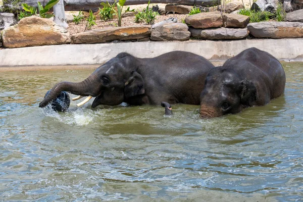 İki Asya Fili (Elephas maximus) Sydney, NSW, Avustralya 'daki Sydney Hayvanat Bahçesi' nde (Fotoğraf: Tara Chand Malhotra)