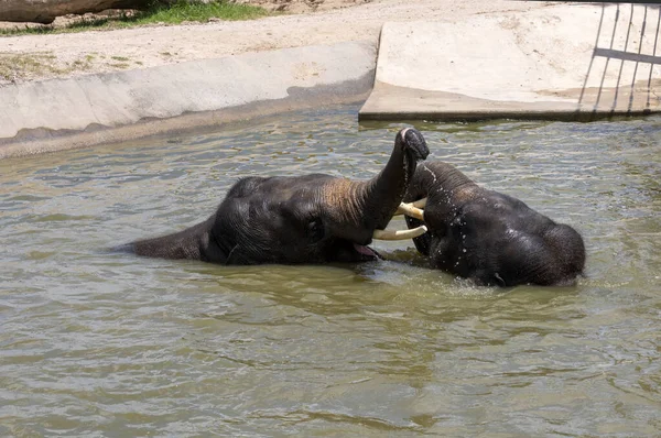 İki Asya Fili (Elephas maximus) Sydney, NSW, Avustralya 'daki Sydney Hayvanat Bahçesi' nde bir havuzda neşe içinde banyo yapıyor ve etkileşime giriyorlar.)