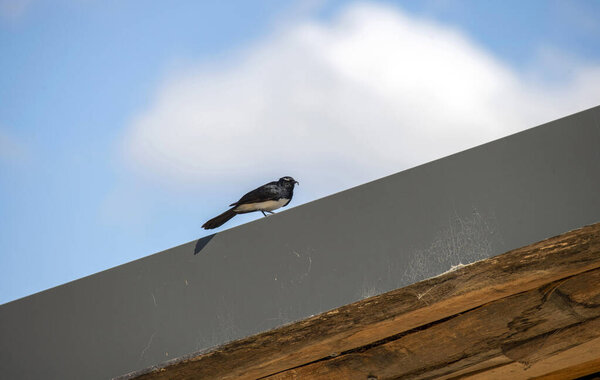 Вилли Вагтейл (Rhipidura leucophrys), сидящий на крыше, запечатленный на ярко-голубом небе с рассеянными облаками в Сиднее, штат Нью-Йорк, Австралия (фото Тары Чанд Малхотры))