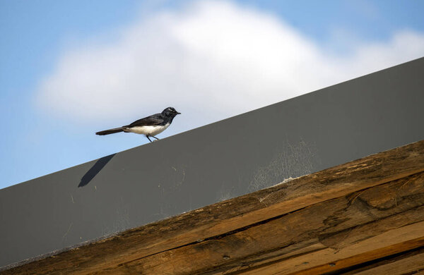 Вилли Вагтейл (Rhipidura leucophrys), сидящий на крыше, запечатленный на ярко-голубом небе с рассеянными облаками в Сиднее, штат Нью-Йорк, Австралия (фото Тары Чанд Малхотры))