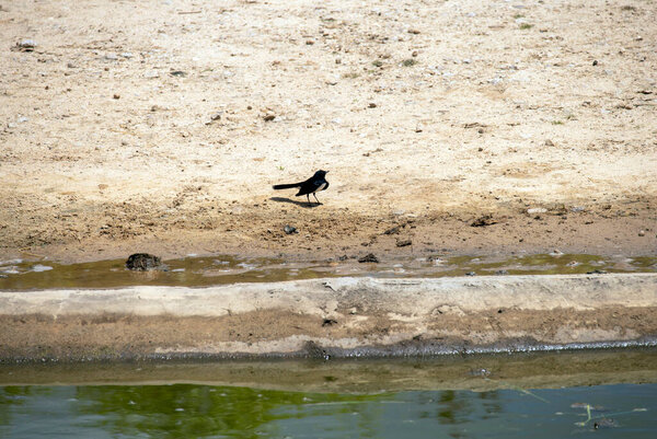 Вилли Вагтейл (Rhipidura leucophrys) стоит на земле в Сиднее, NSW, Австралия (фото Тары Чанд Малхотра))