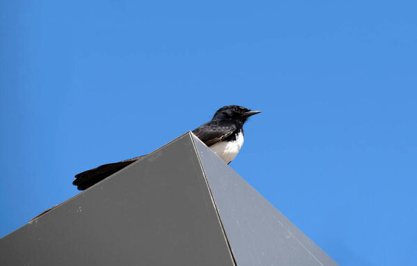 Вилли Вагтейл (Rhipidura leucophrys), сидящий на крыше, запечатленный на ярко-голубом небе с рассеянными облаками в Сиднее, штат Нью-Йорк, Австралия (фото Тары Чанд Малхотры))
