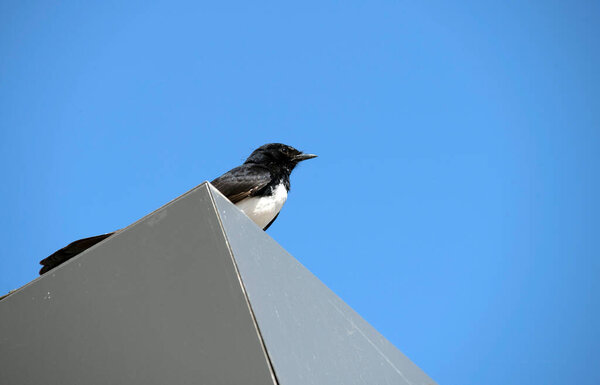 Вилли Вагтейл (Rhipidura leucophrys), сидящий на крыше, запечатленный на ярко-голубом небе с рассеянными облаками в Сиднее, штат Нью-Йорк, Австралия (фото Тары Чанд Малхотры))