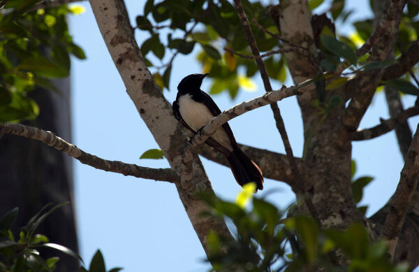 Вилли Вагтейл (Rhipidura leucophrys), сидящий на ветке дерева в Сиднее, NSW, Австралия (фото Тары Чанд Малхотра))
