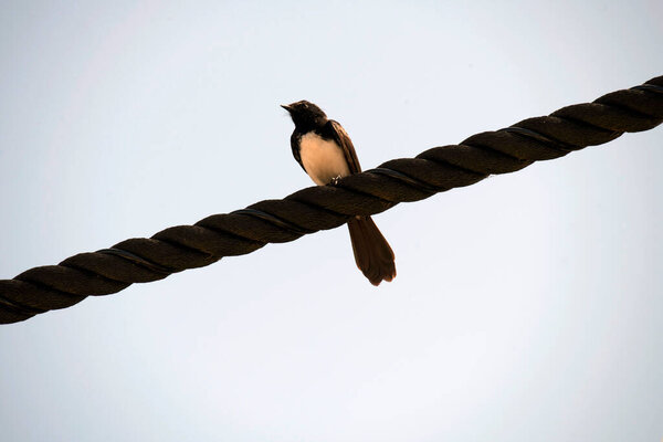 Вилли Вагтейл (Rhipidura leucophrys) сидит на толстой веревке или кабеле в Сиднее, NSW, Австралия (фото Тары Чанд Малхотра))