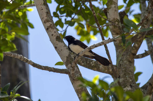 Вилли Вагтейл (Rhipidura leucophrys), сидящий на ветке дерева в Сиднее, NSW, Австралия (фото Тары Чанд Малхотра))