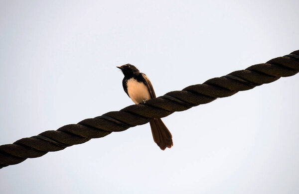 Вилли Вагтейл (Rhipidura leucophrys) сидит на толстой веревке или кабеле в Сиднее, NSW, Австралия (фото Тары Чанд Малхотра))
