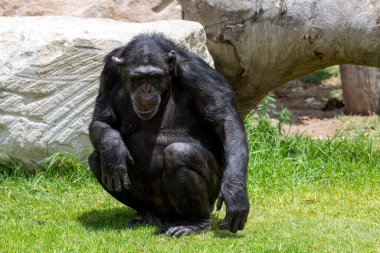 Sydney, NSW, Avustralya 'daki Sydney Hayvanat Bahçesinde Şempanze (Pan trogloditleri) (Fotoğraf: Tara Chand Malhotra)
