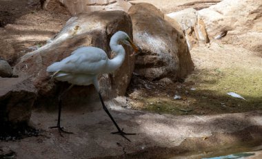 Sydney, NSW, Avustralya 'da (Fotoğraf: Tara Chand Malhotra) bir vahşi yaşam parkında bir avı gagasında tutan bir Akbalıkçıl (Ardea alba))